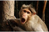 I Wrote about India, and the 355 Comments Weren’t Funny