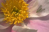 Pink peony bloom with green lacewing