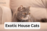 Exotic House Cats