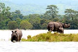 Kaziranga National Park and Tiger Reserve Assam, India