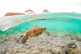 Blue planet and a birthday