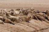 Attack of the (Harmless) Harbor Seals