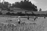 About That Time I Ended Up Harvesting Rice with Dao Women in Vietnam