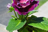 an over view photo of the entire Gloxinia plant — bloom and leaves