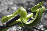 Snake: Its Symbolism and Other Associations…
