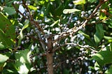 Northern Bayberry Shrub Myrica Pensylvanica Nitrogen Fixer