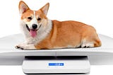 The Growing Trend of Pet Obesity and What You Can Do About It