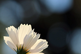 White flower opening up to the sun.