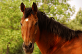 EquiSeq Gene Test Can Eliminate Crippling Disease In Horses