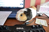 Funniest Pet Photo: Merlin Guinea Pig & How We Sold 700 Books!