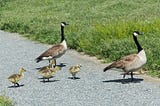 Goose Sense (in a Time of Non-sense)