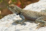 Baselisk-type lizard on a rock