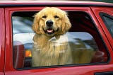 Driving Under the (Doggy) Influence; What are the laws related to dogs in cars?