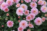 Planting Chrysanthemum Morifolium