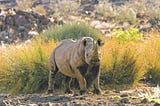 The Horn of the Matter: A Time to Reflect on Rhino Conservation