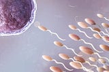 What is the Significance of Egg Quality in Female Fertility?