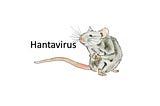 Yesterday, Man Dies in China from HantaVirus