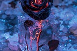 The loneliness of the Rose[i]