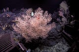 Press pause on deep seabed mining