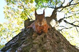 Shot of someone looking up at a tree. There is a funny squirrel holding a nut.