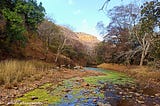 RANTHAMBHORE. A FOREST WITH A DIVERSE LANDSCAPE