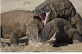 Komodo Dragons