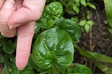 Kitchen Adventures: The Sound of the Harvested Brazilian Spinach