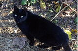 The Wild Cats of Roosevelt Island