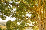 An Open Letter to Tree Planters this Arbor Day From Shel Silverstein’s Giving Tree