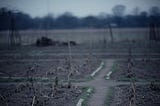 The Angel’s Kitchen Garden