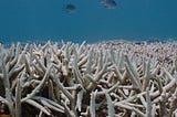 Australia has so much power to protect the Great Barrier Reef