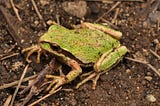 The Frogs of Mountain Lake