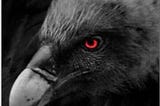 Red Eyed Raven