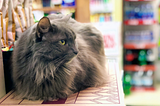 The Beloved Store Cats of San Francisco