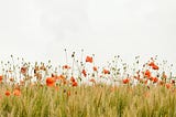 Orange flowers stand tall above prairie grass within a meadow on a gray day.