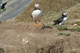 Skomer: slapstick puffins and a walk through a shearwater graveyard