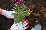 How does effect Soil PH on Gardening ? Gardening Healthcare