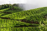 Partnering for a better cup of tea: the Ethical Tea Partnership and systems change.