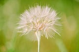 Don’t Make What You Want a Wish — Make It a Choice