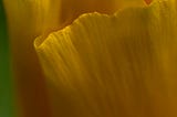 Yellow poppy unfolding in early morning light