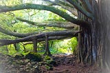 Recovering and Thriving like Lahaina Banyan