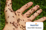 Solving Your Ant Infestation: Expert Exterminators in Wolverhampton