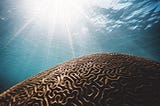 Jung’s Collective Unconscious Explained