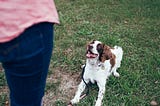 How to Train Your Dog to Be Calm: The Ultimate Guide