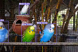Object Detection Zoo PART-2 | Birds Detection