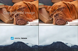 Watermark Removal with Deep Image Priors