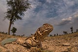 Biodiversity in India