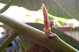 How to make your indoor avocado branch out (aka ‘breaking apical dominance’)