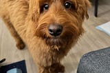 5 Fun Ways to Spoil Your Dog on National Pet Day