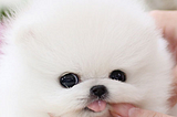 Teacup Pomeranian For Sale